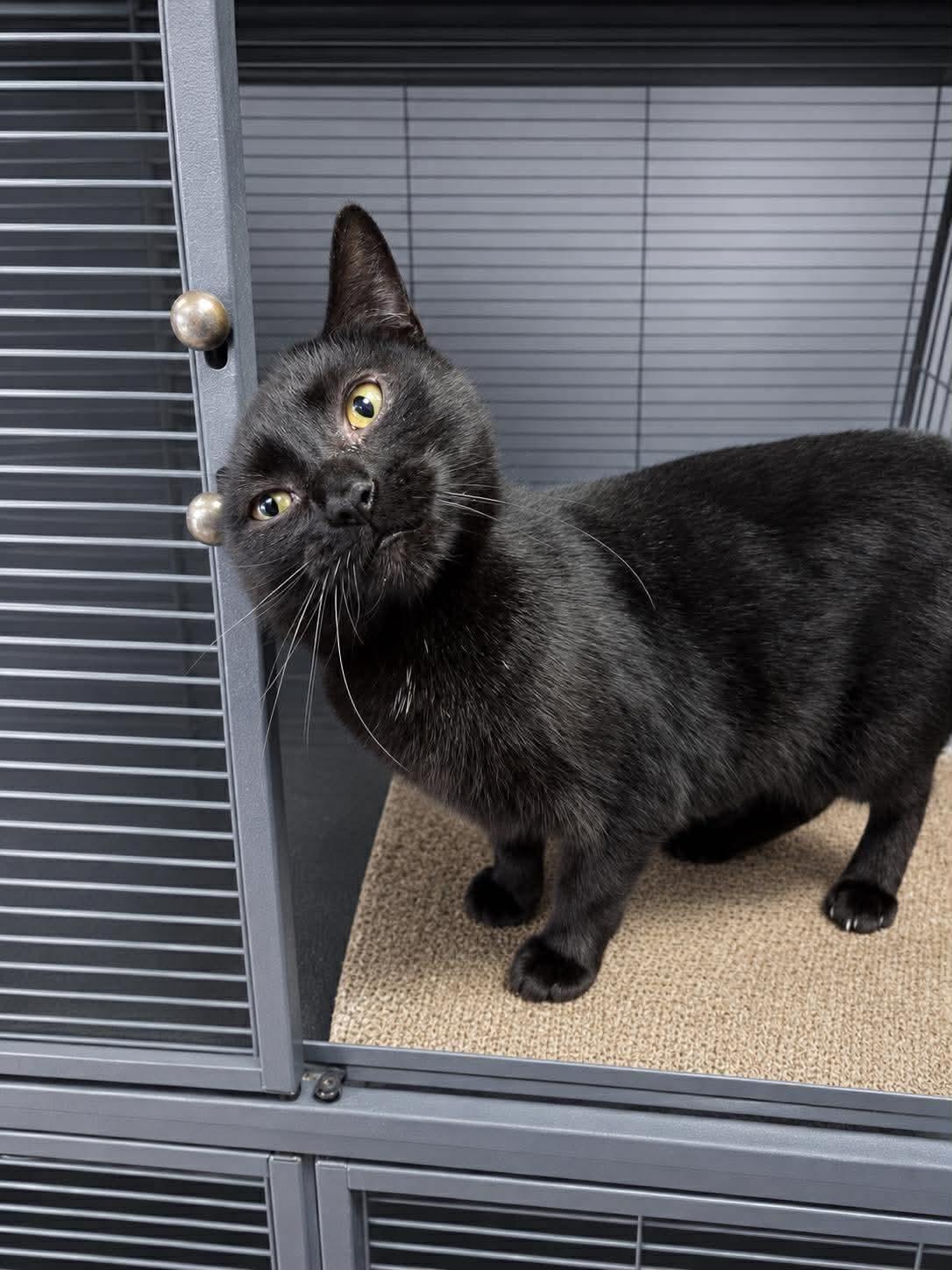 Mirabel, Adoptable, Adult Female Domestic Short Hair.