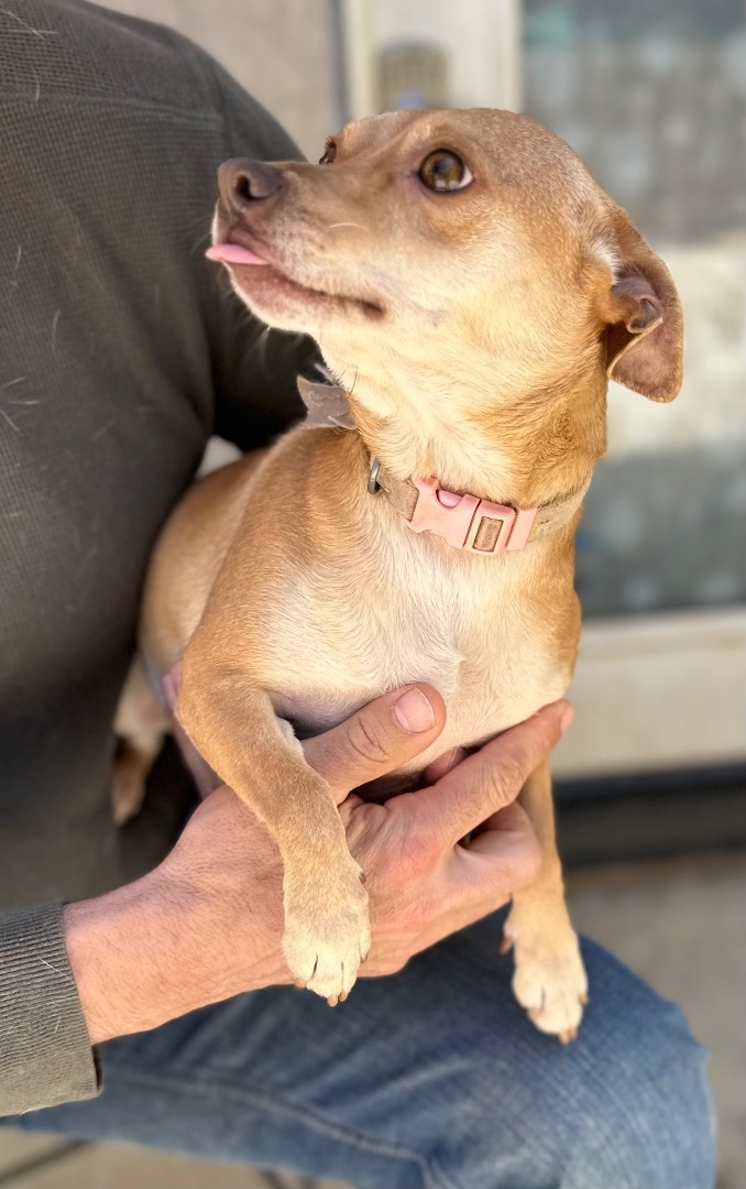 Enlarge Anna, a Adoptable mixed breed in Ramona, CA image 2/12