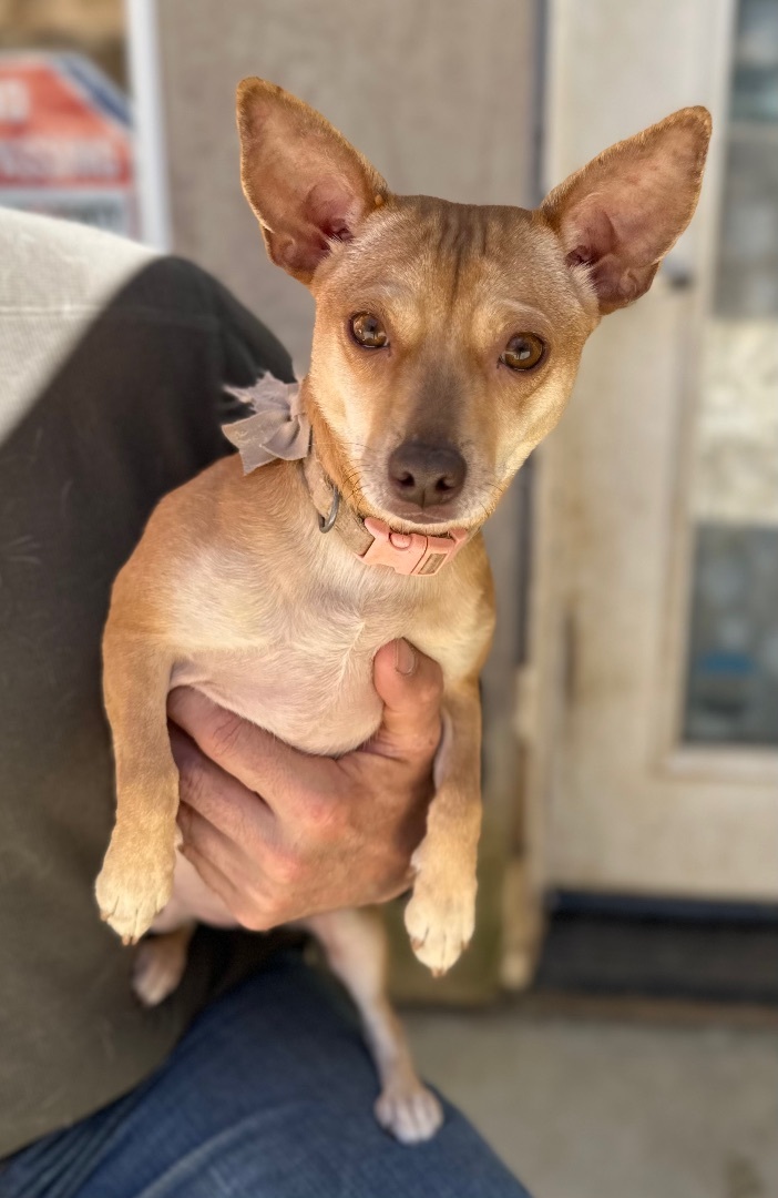 Enlarge Anna, a Adoptable mixed breed in Ramona, CA image 3/12