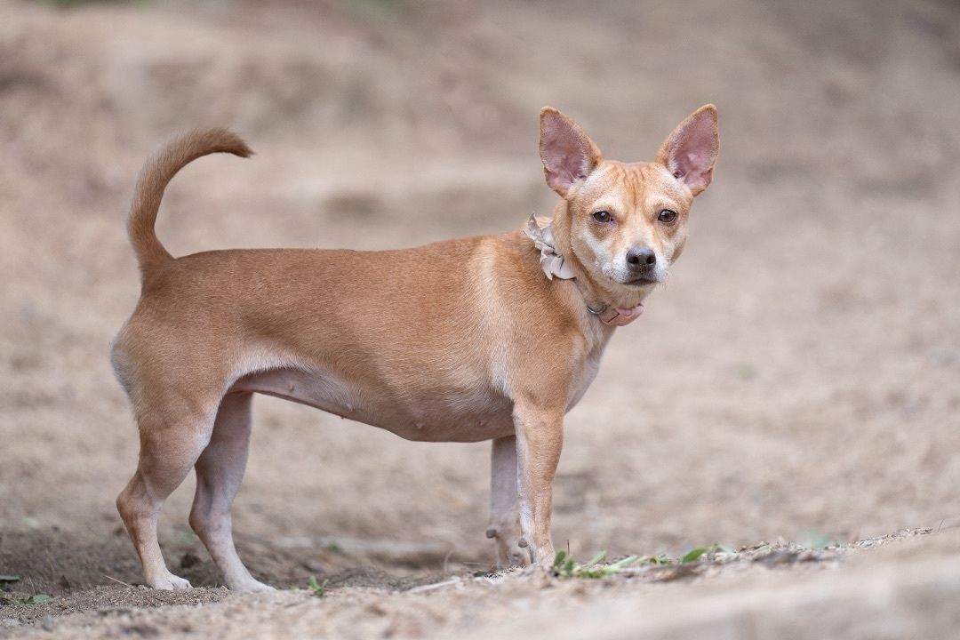 Enlarge Anna, a Adoptable mixed breed in Ramona, CA image 4/12