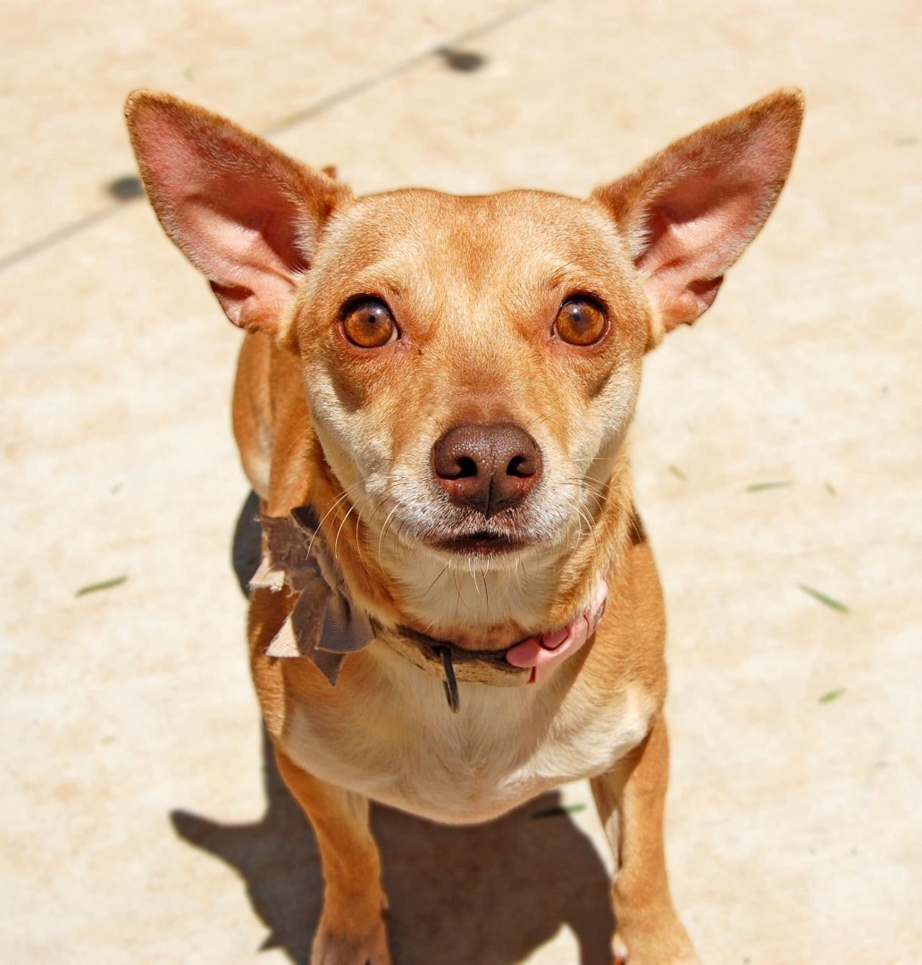 Enlarge Anna, a Adoptable mixed breed in Ramona, CA image 5/12