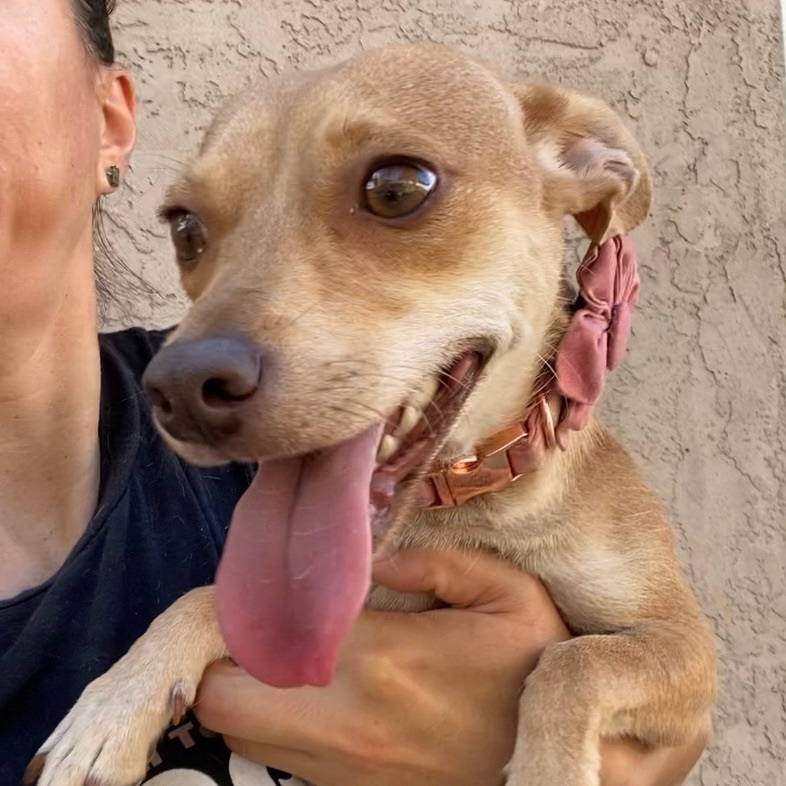 Enlarge Anna, a Adoptable mixed breed in Ramona, CA image 6/12