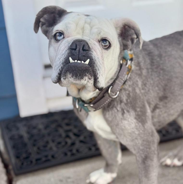 Enlarge Alice, an adopted English Bulldog in Mead, CO image 1/1