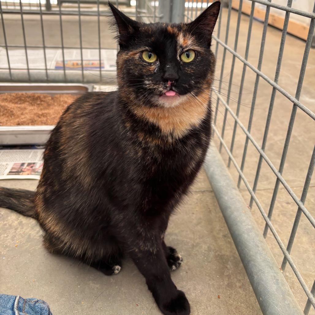 Enlarge Noodle, a Adoptable Domestic Short Hair in Taos, NM image 1/5