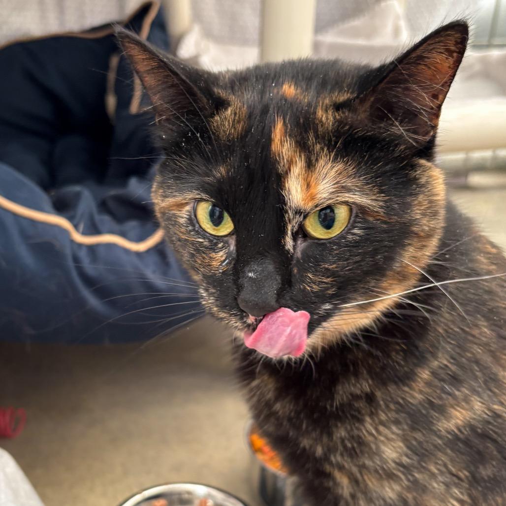 Enlarge Noodle, a Adoptable Domestic Short Hair in Taos, NM image 2/5