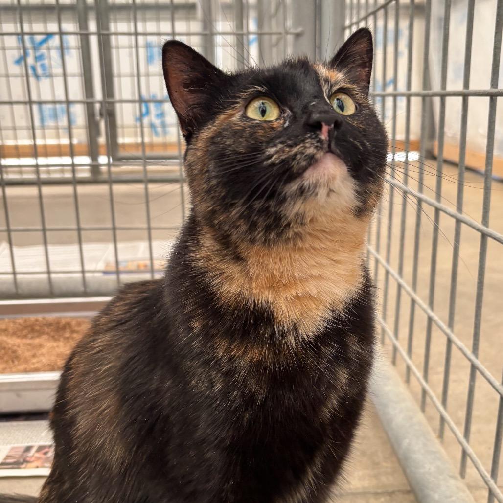 Enlarge Noodle, a Adoptable Domestic Short Hair in Taos, NM image 3/5