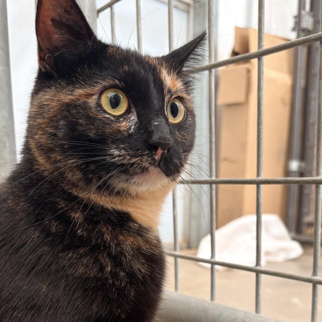 Enlarge Noodle, a Adoptable Domestic Short Hair in Taos, NM image 4/5