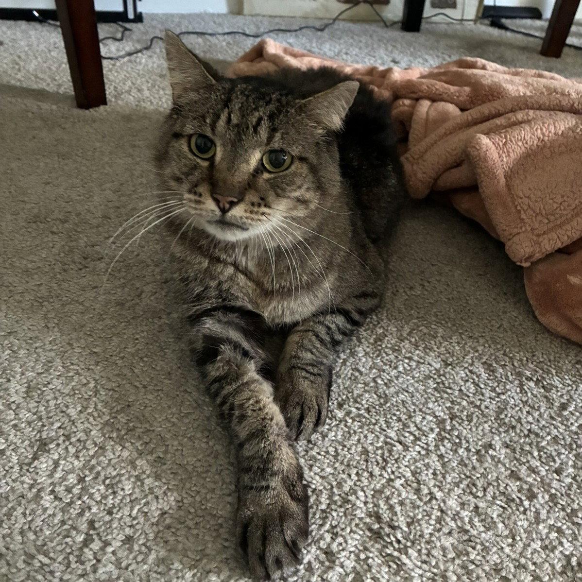 Xerxes, Adoptable, Adult Male Domestic Short Hair & Tabby.