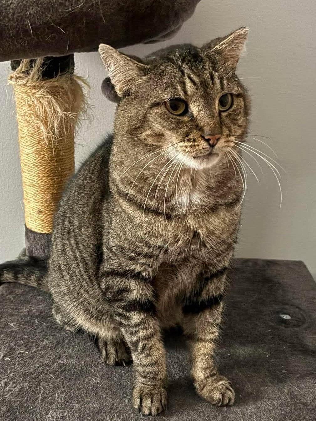 Enlarge Xerxes, a Adoptable mixed breed in Dublin, OH image 3/3