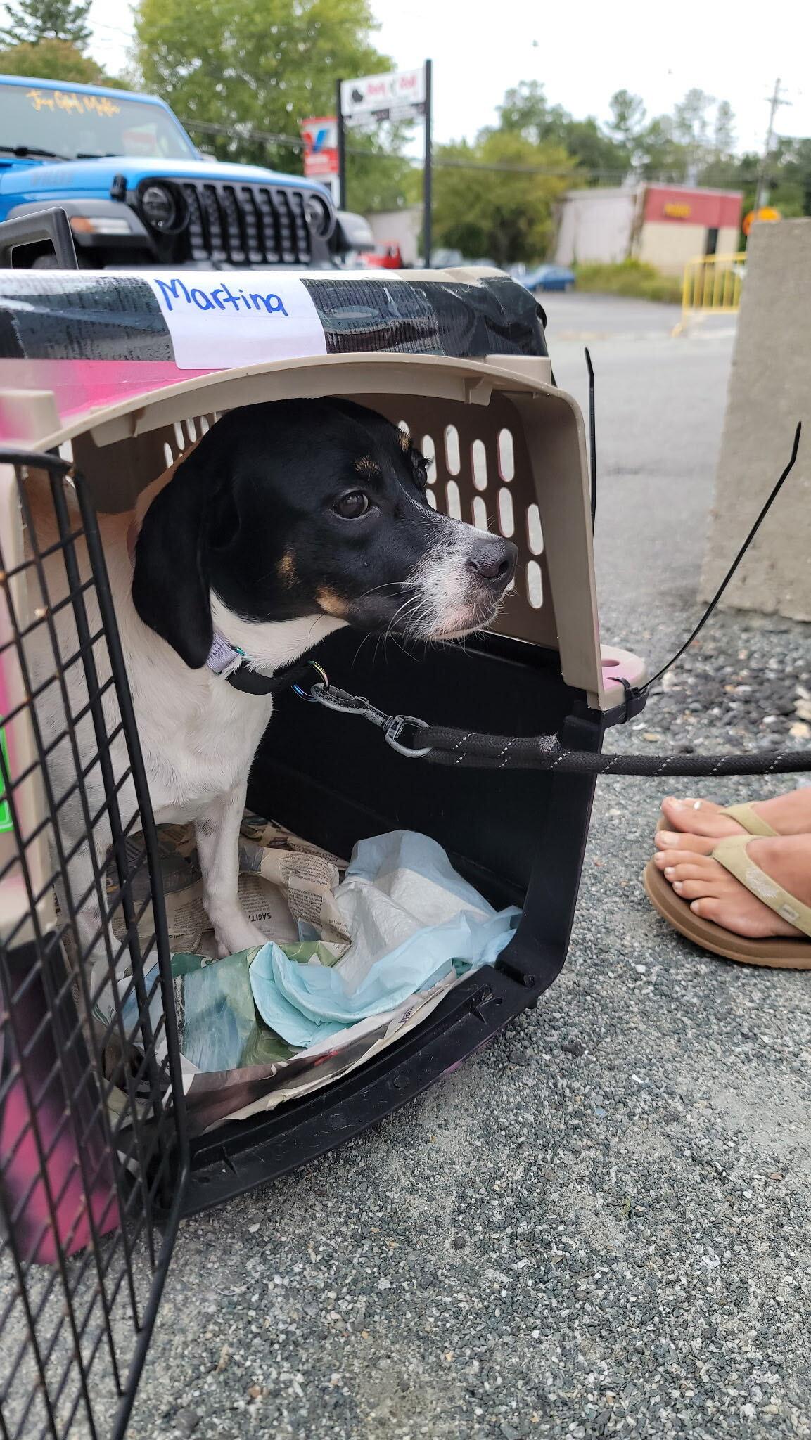 Enlarge Martina aka "Marti", a Adopted mixed breed in Weare, NH image 4/6