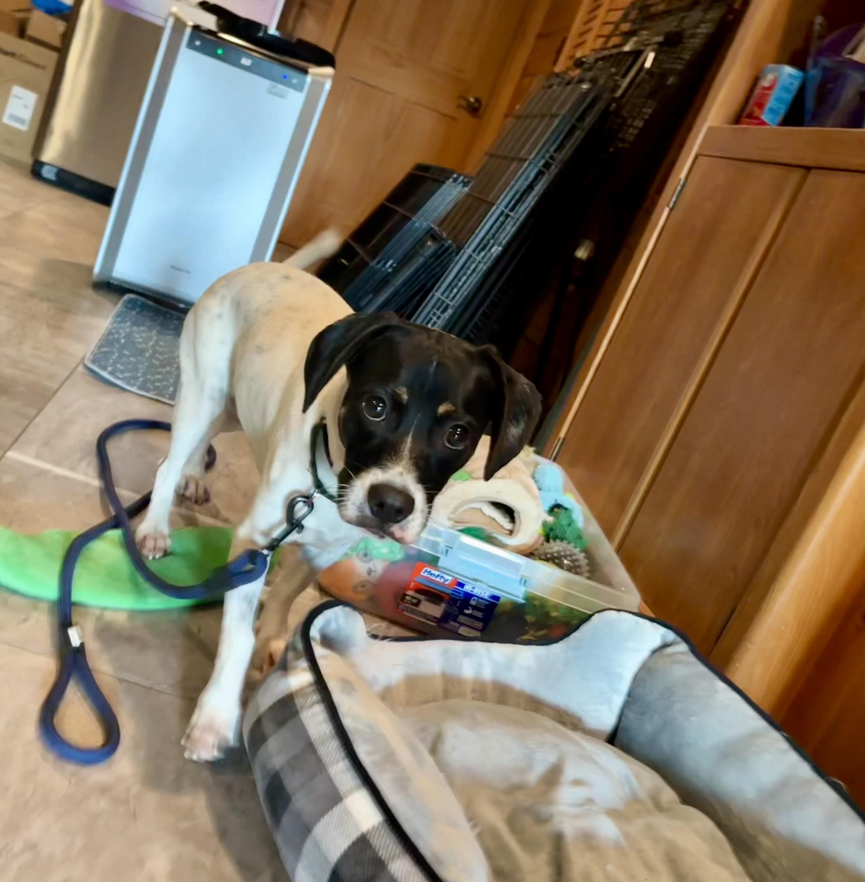 Enlarge Martina aka "Marti", a Adopted mixed breed in Weare, NH image 6/6