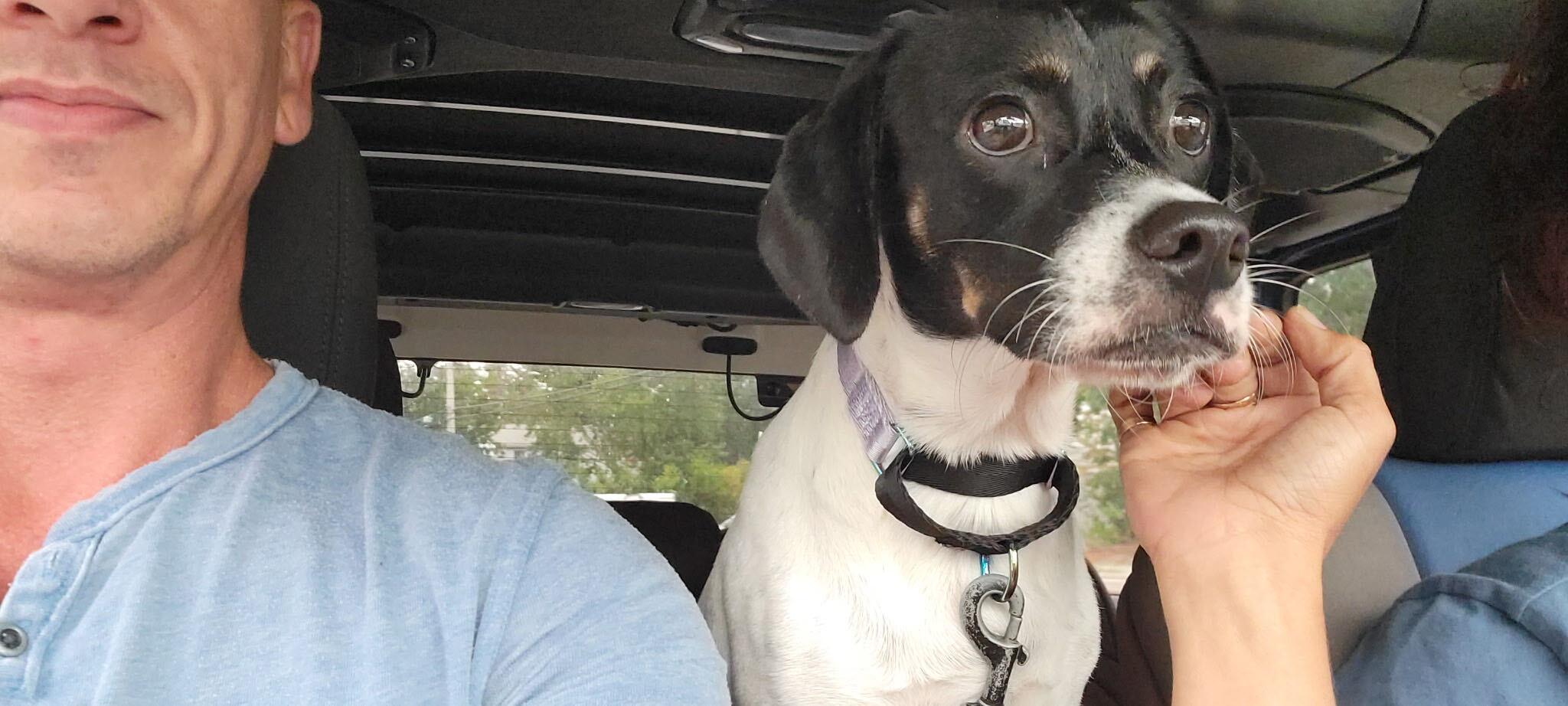 Enlarge Martina aka "Marti", a Adopted mixed breed in Weare, NH image 2/6