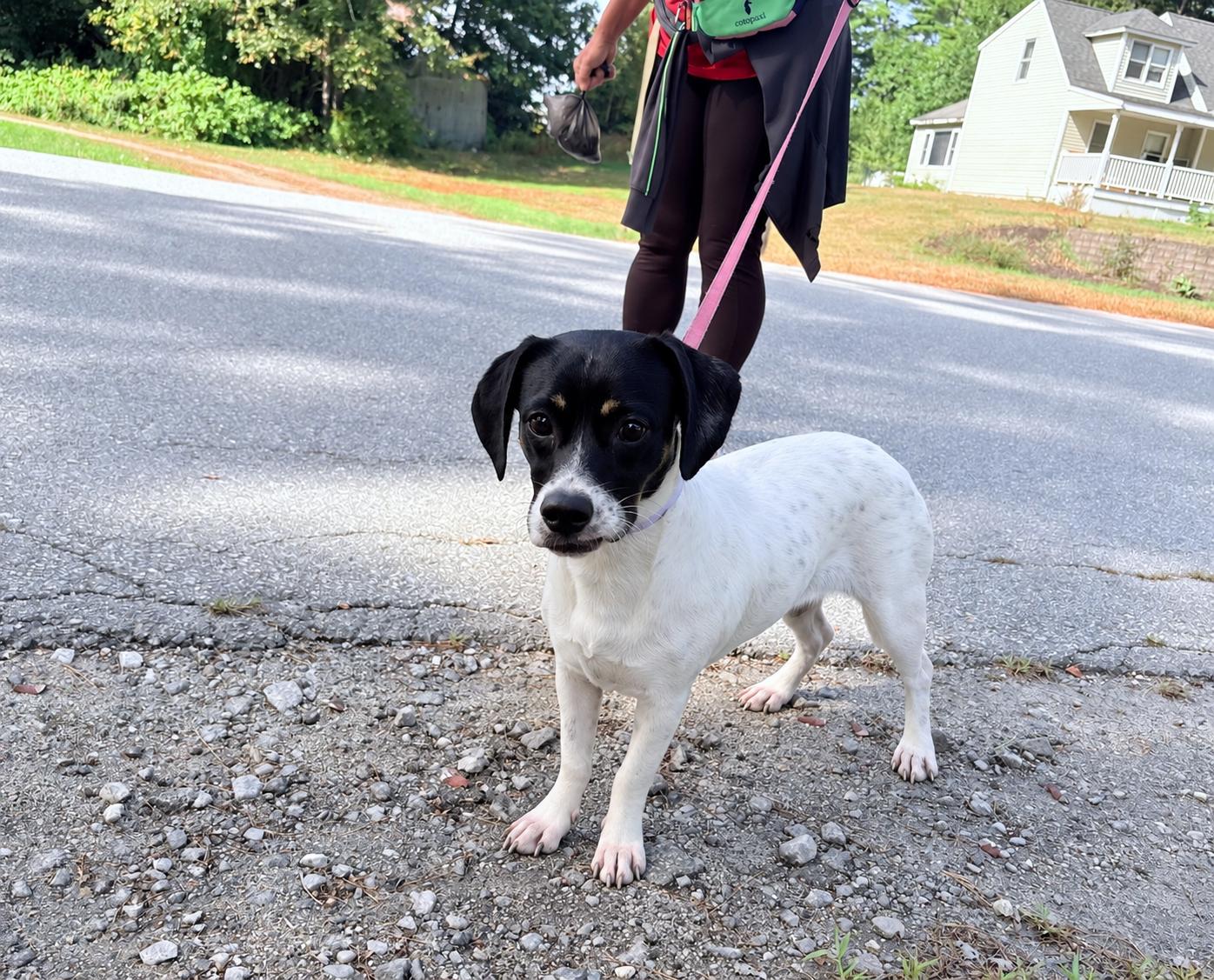 Martina aka "Marti", Adopted, Puppy Female Pointer & Dachshund.