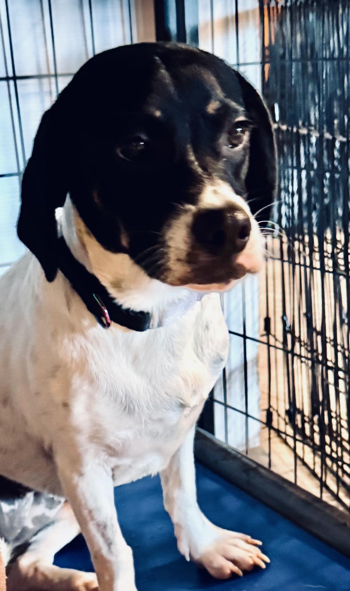 Enlarge Martina aka "Marti", a Adopted mixed breed in Weare, NH image 5/6