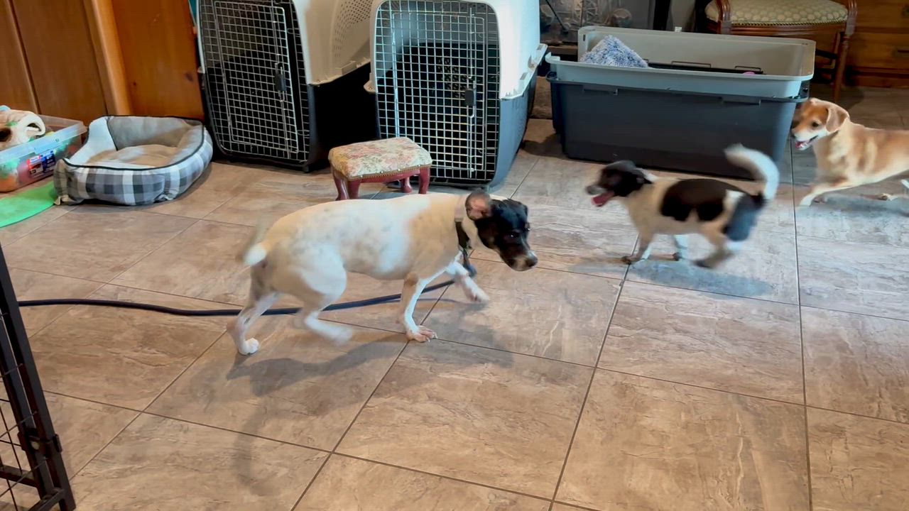 Enlarge Martina aka "Marti", a Adopted mixed breed in Weare, NH video 3/6