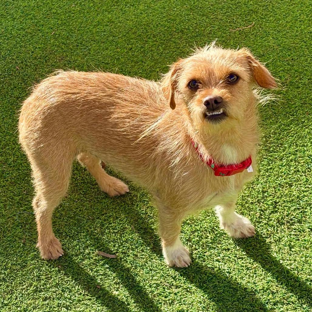 Maxine, Adoptable, Adult Female Mixed Breed.