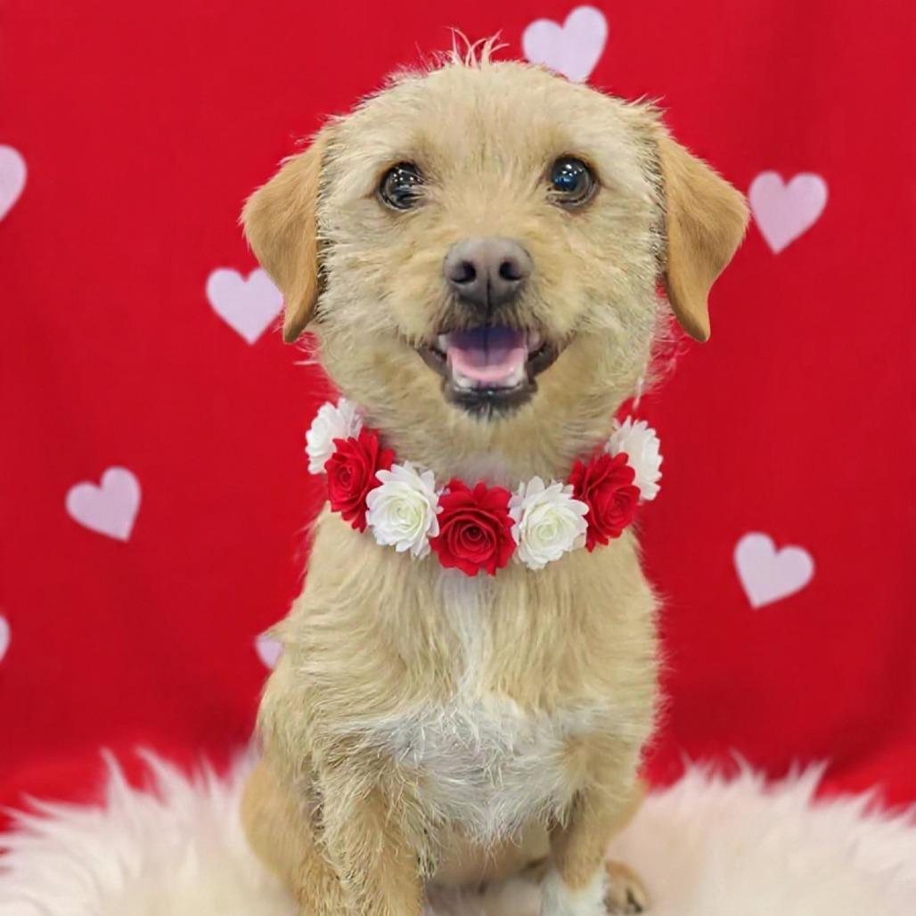 Enlarge Maxine, a Adoptable Mixed Breed in Las Cruces, NM image 2/5