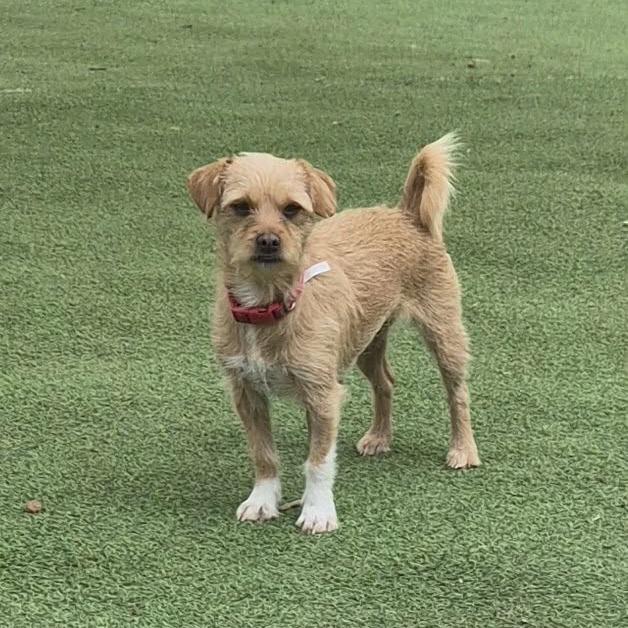 Enlarge Maxine, a Adoptable Mixed Breed in Las Cruces, NM image 4/5