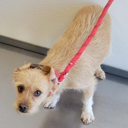 Enlarge Maxine, a Adoptable Mixed Breed in Las Cruces, NM image 5/5