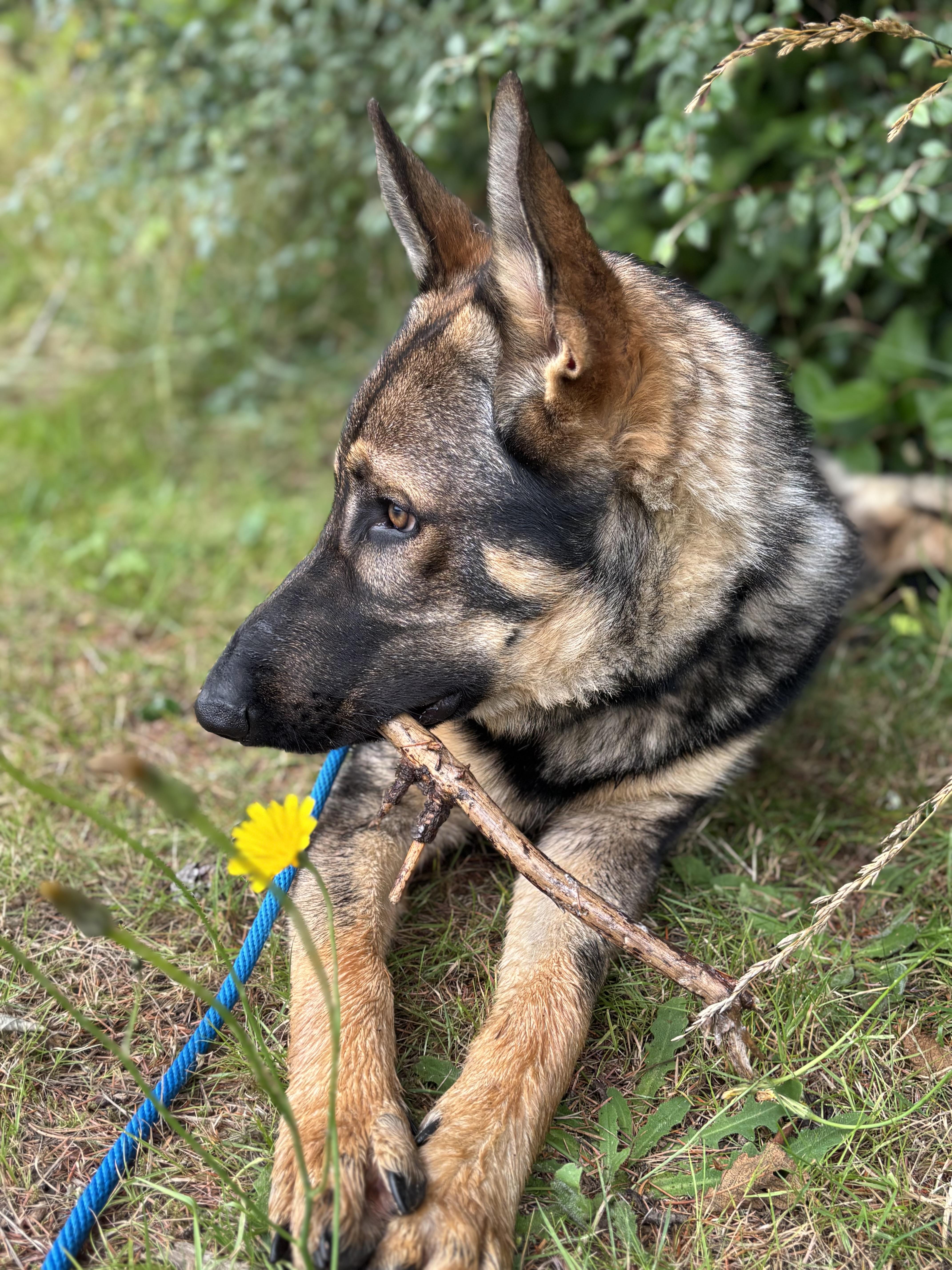 Bellis, an adoptable German Shepherd Dog, Belgian Shepherd / Malinois in Newport, OR, 97365 | Photo Image 5
