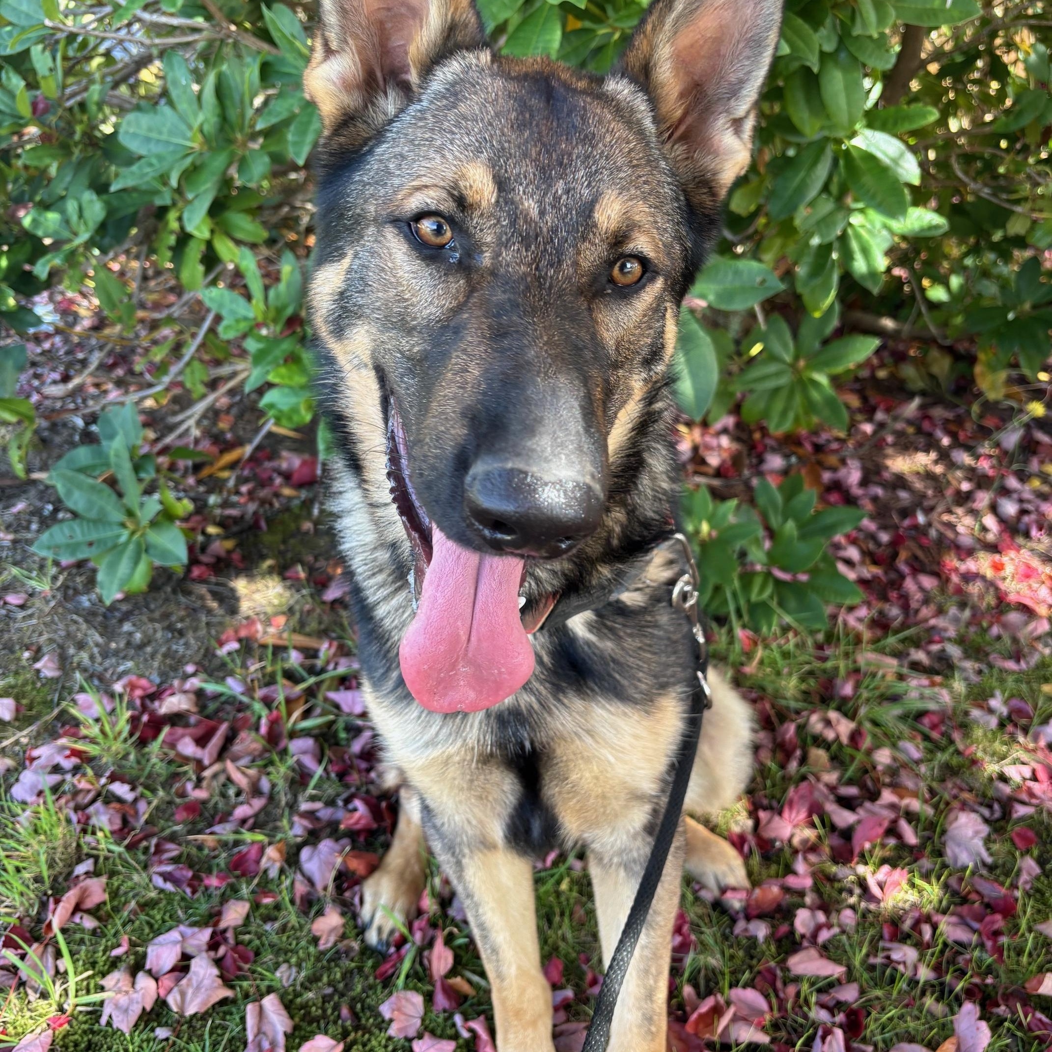 Bellis, an adoptable German Shepherd Dog, Belgian Shepherd / Malinois in Newport, OR, 97365 | Photo Image 1