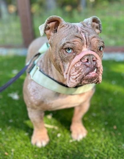Enlarge MOCHA JAVA, a Adoptable English Bulldog in Bonney Lake, WA image 3/3