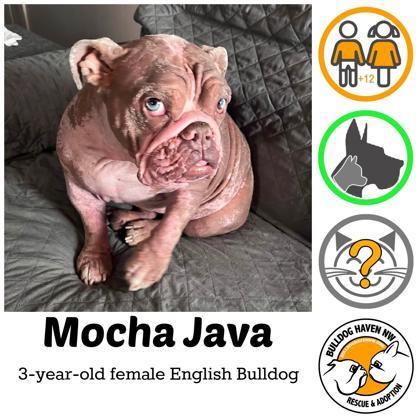 Enlarge MOCHA JAVA, a Adoptable English Bulldog in Bonney Lake, WA image 1/3