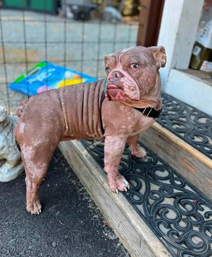 Enlarge MOCHA JAVA, a Adoptable English Bulldog in Bonney Lake, WA image 2/3