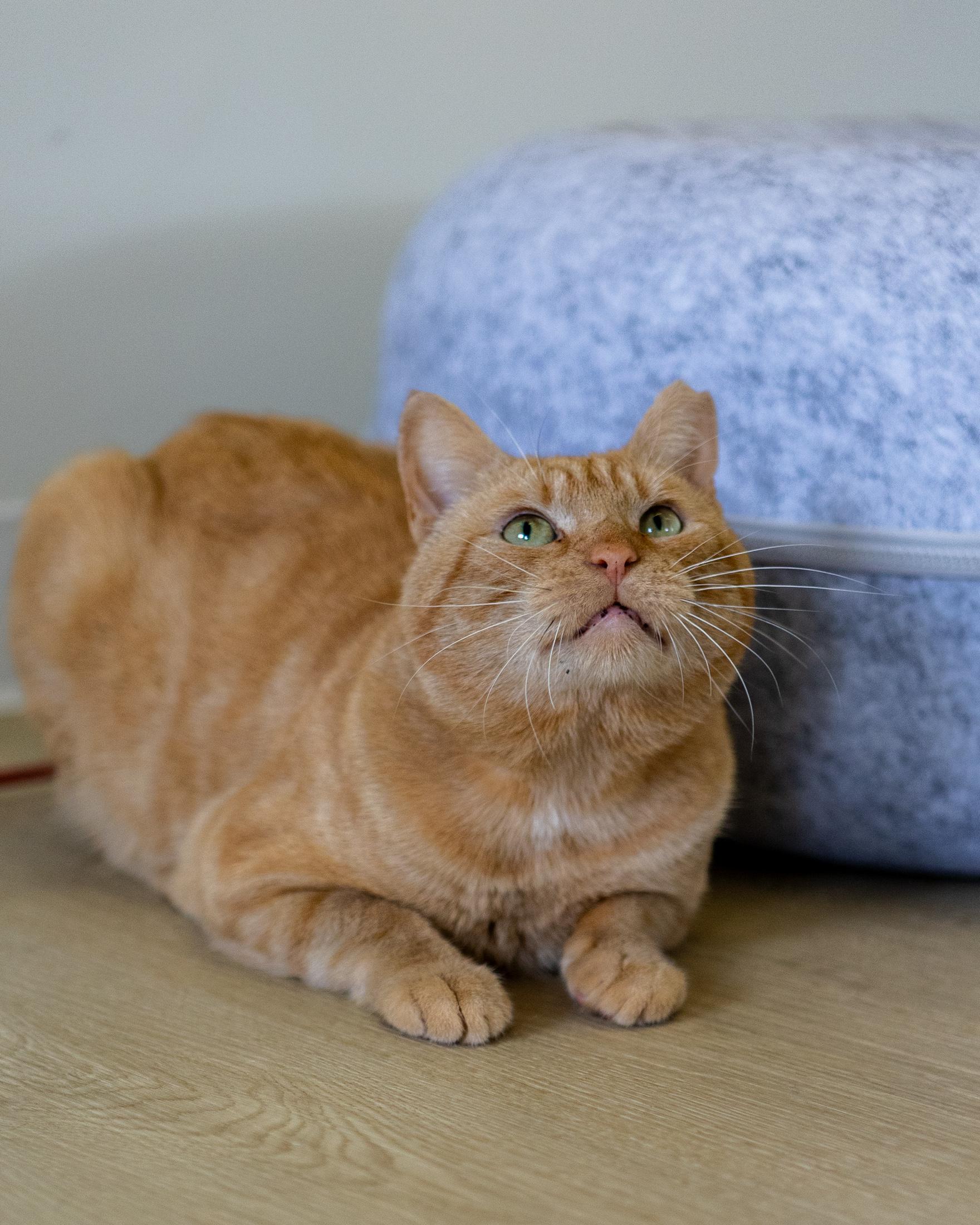 Charlie, a Adoptable Domestic Short Hair in Branford, CT image 3/4