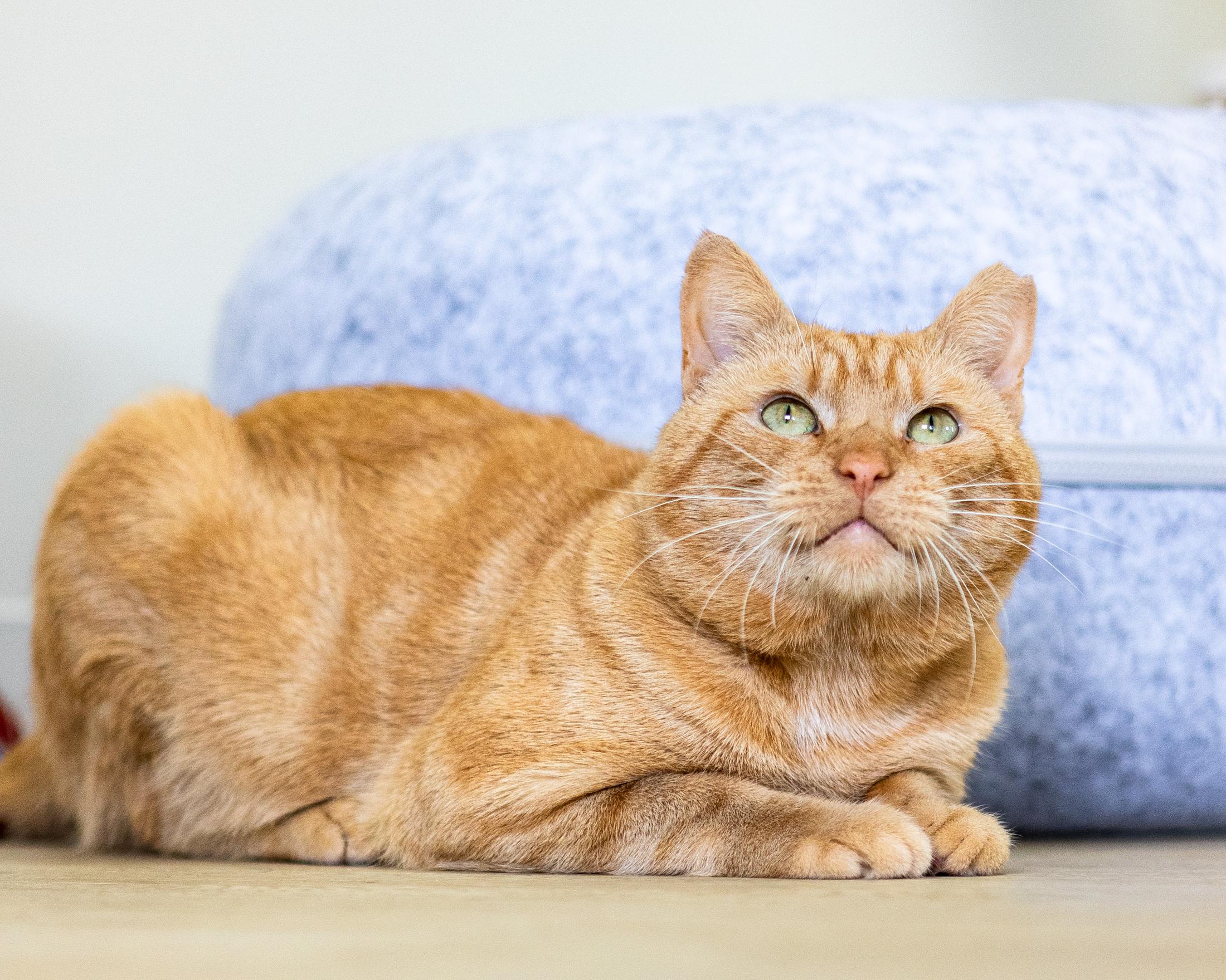 Charlie, a Adoptable Domestic Short Hair in Branford, CT image 4/4