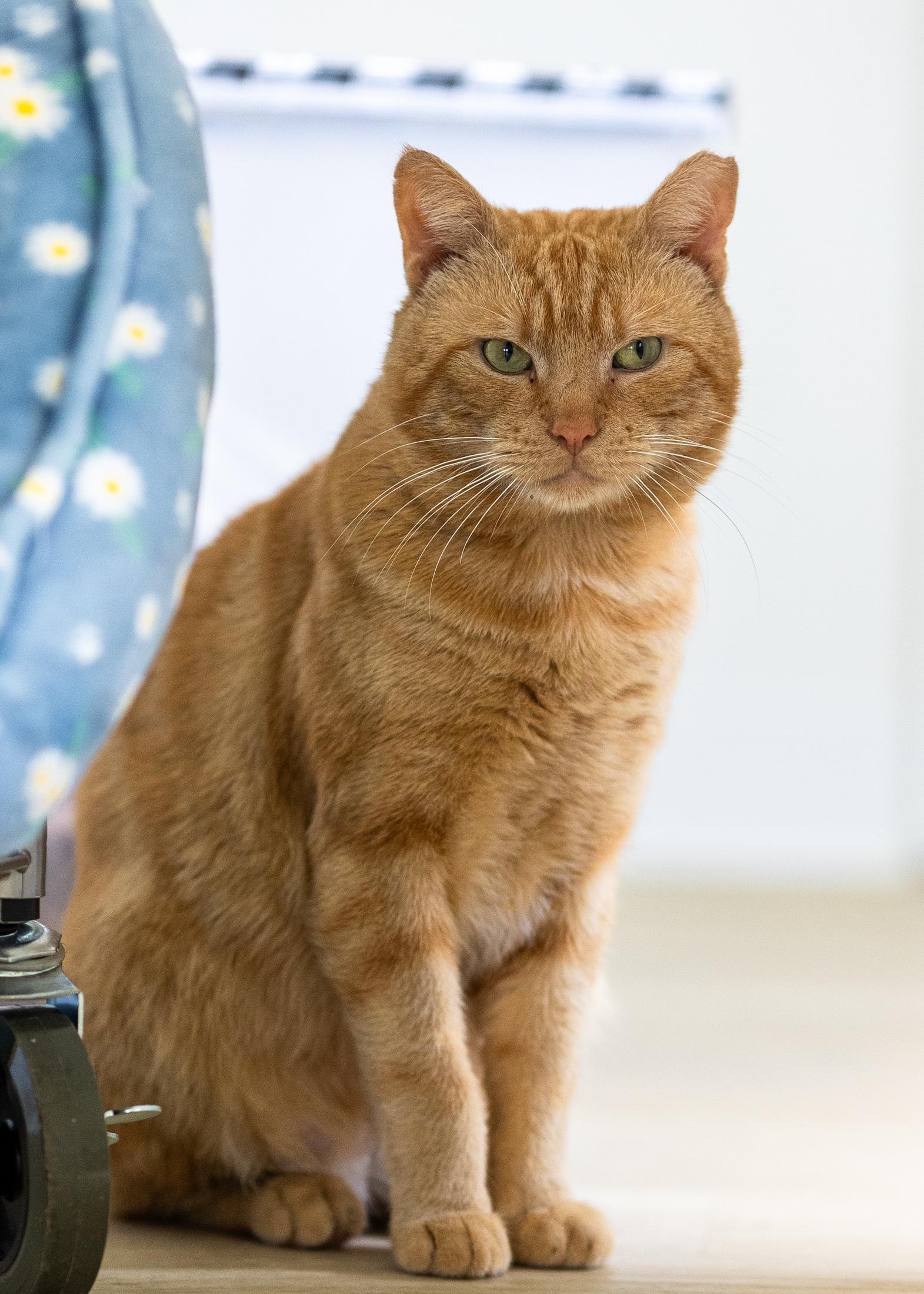 Charlie, a Adoptable Domestic Short Hair in Branford, CT image 2/4