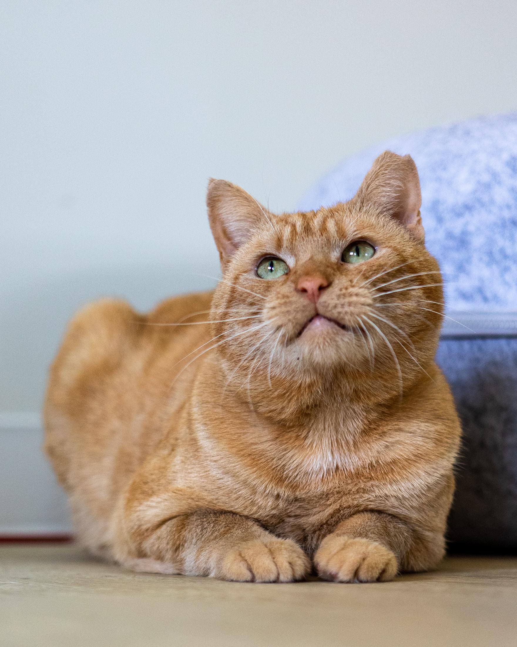 Charlie, Adoptable, Adult Male Domestic Short Hair.