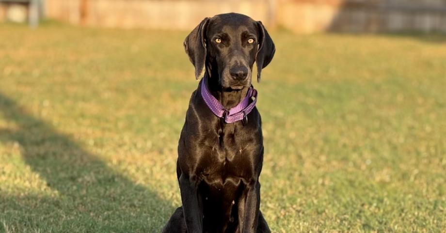 Enlarge Poppe (was Leap), a Adoptable Weimaraner in Dallas, TX image 1/6