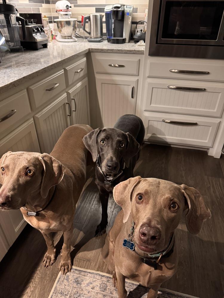 Enlarge Poppe (was Leap), a Adoptable Weimaraner in Dallas, TX image 2/6