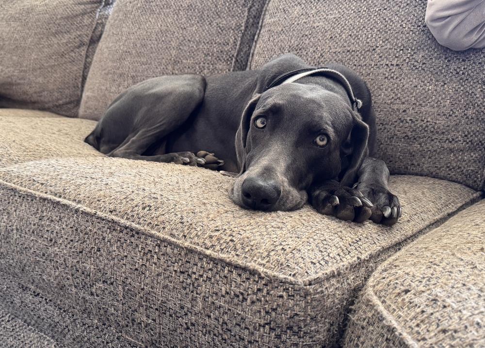 Enlarge Poppe (was Leap), a Adoptable Weimaraner in Dallas, TX image 3/6