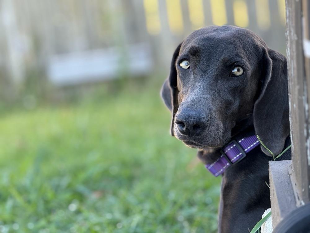 Enlarge Poppe (was Leap), a Adoptable Weimaraner in Dallas, TX image 4/6