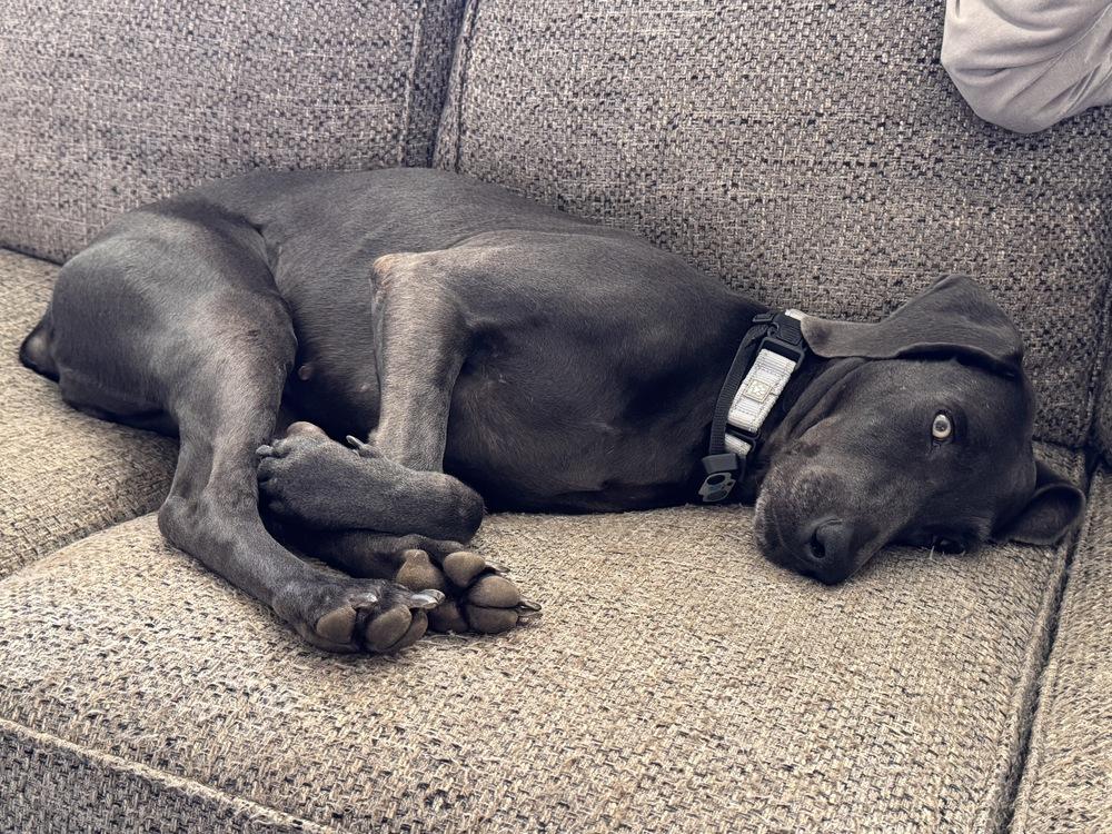 Enlarge Poppe (was Leap), a Adoptable Weimaraner in Dallas, TX image 5/6