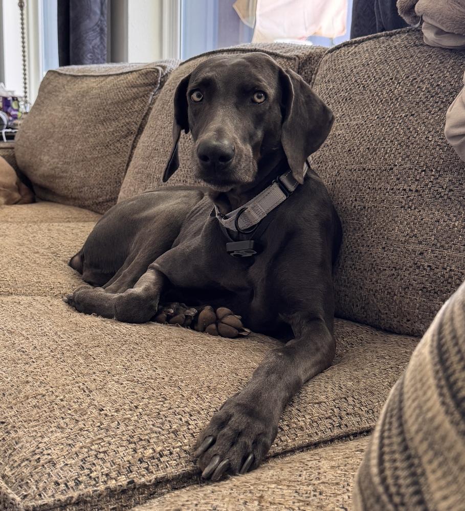 Enlarge Poppe (was Leap), a Adoptable Weimaraner in Dallas, TX image 6/6