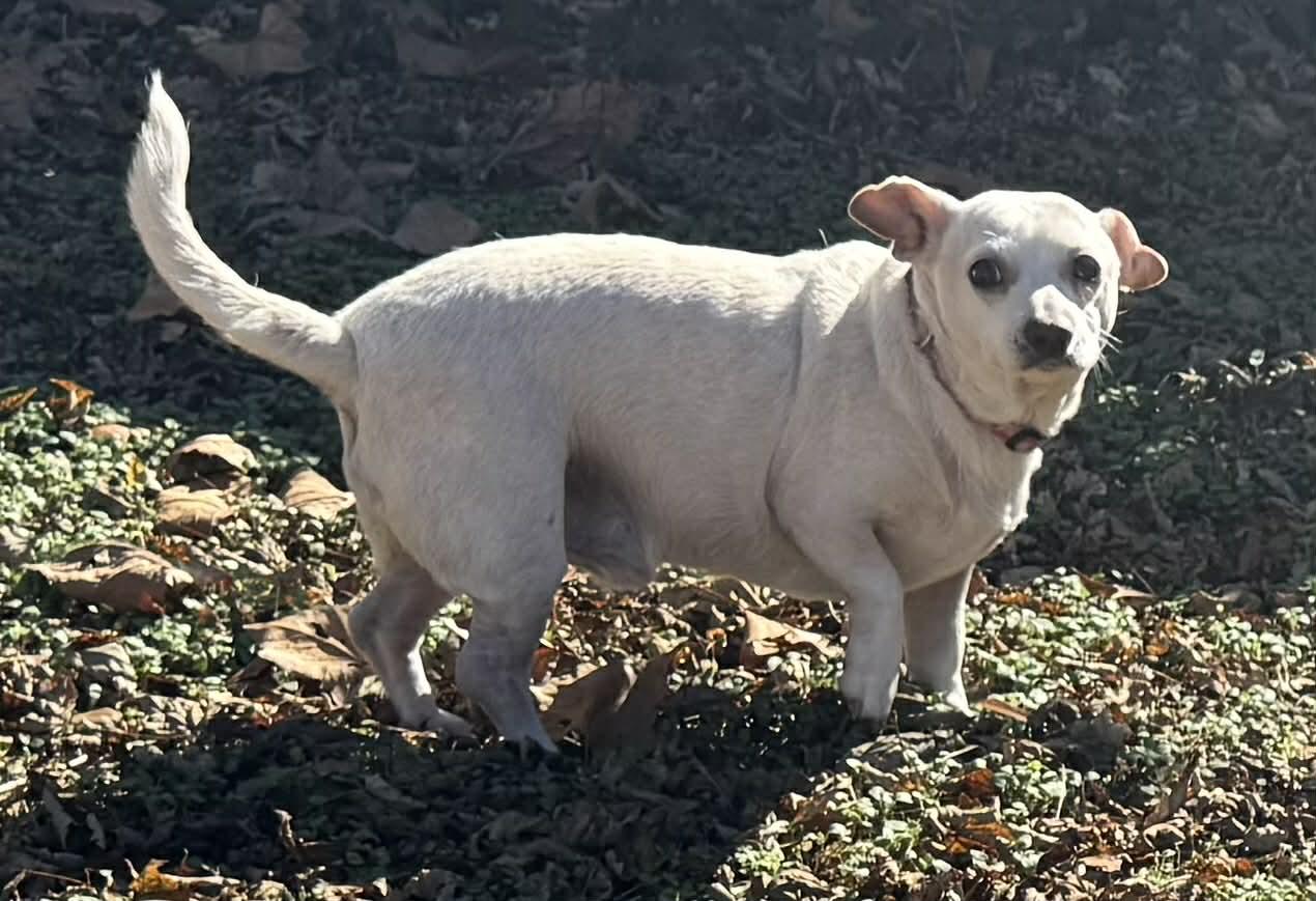 Enlarge Cody, a Adoptable mixed breed in Smyrna, GA image 1/2