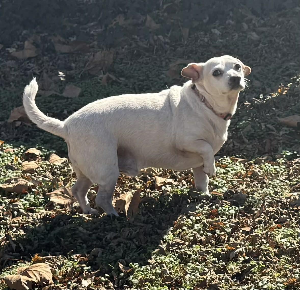 Enlarge Cody, a Adoptable mixed breed in Smyrna, GA image 2/2