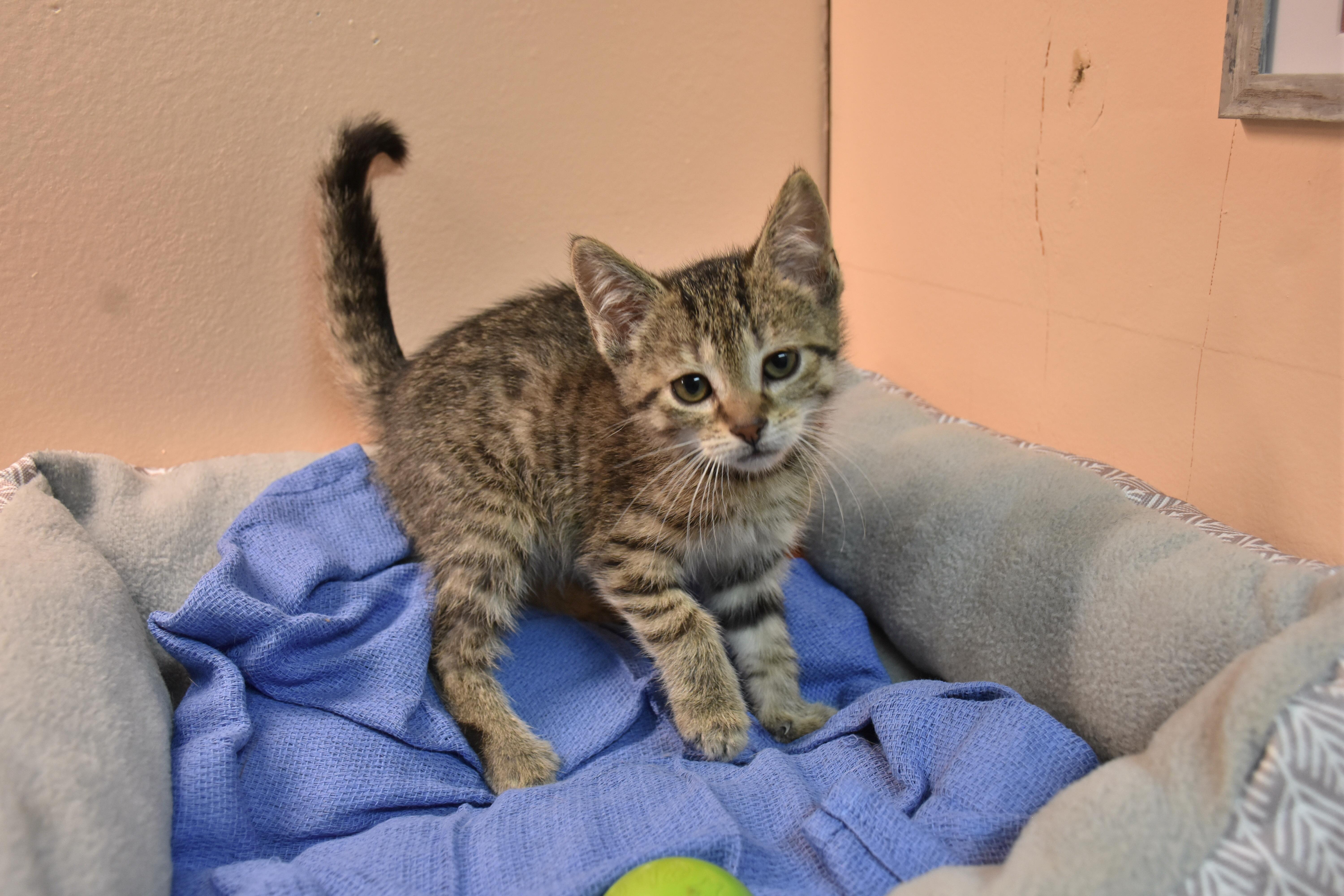 Enlarge Feta, a ADOPTABLE Domestic Short Hair in North Judson, IN image 1/1