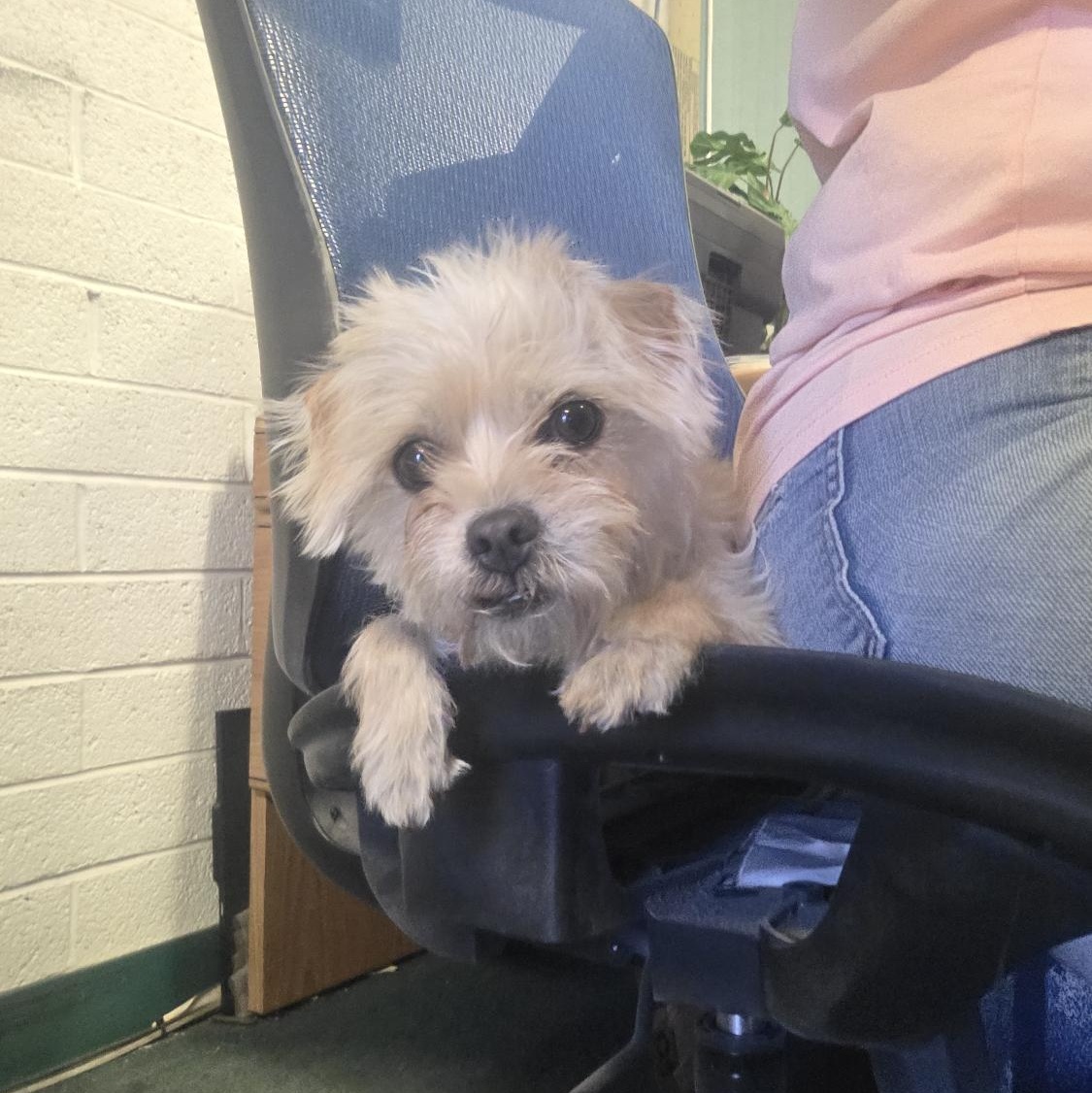 Sweet Pea, an adopted mixed breed in Phoenix, AZ image 2/4
