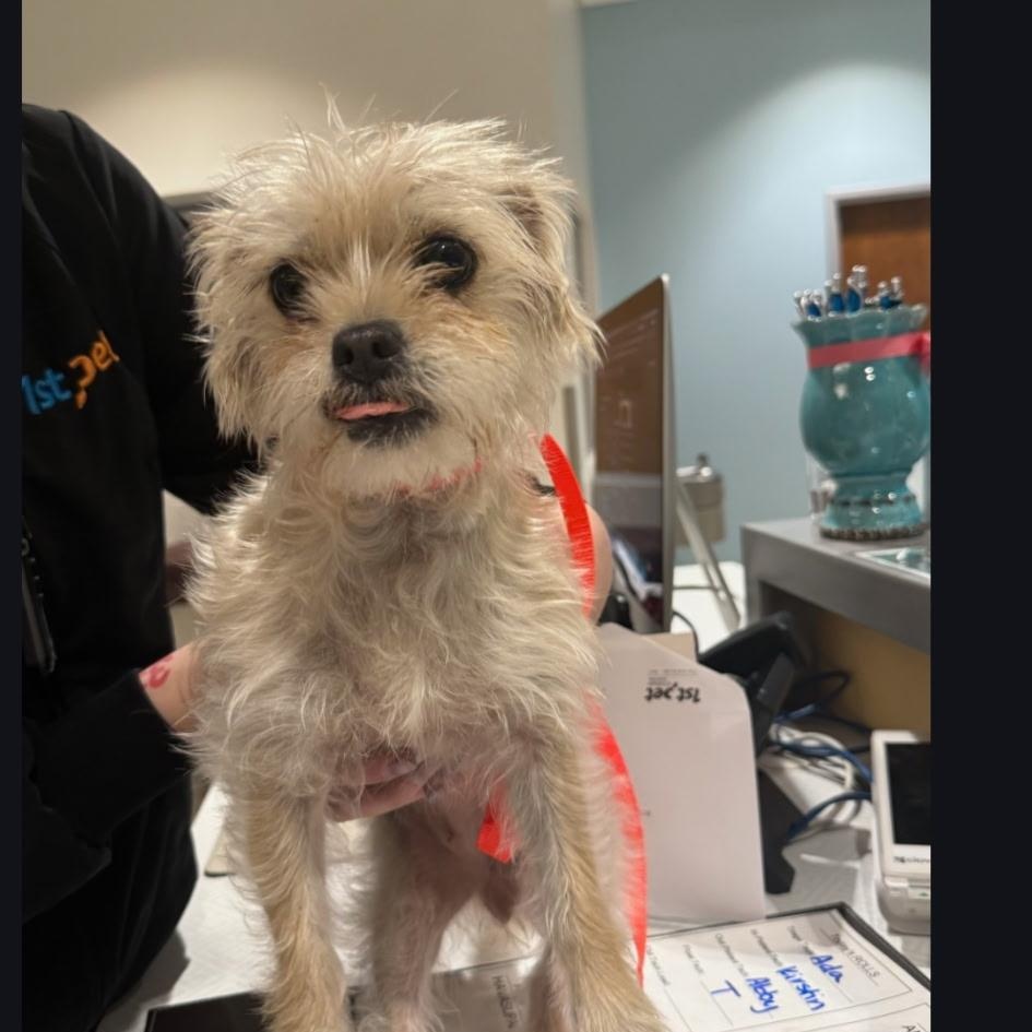 Sweet Pea, an adopted mixed breed in Phoenix, AZ image 3/4