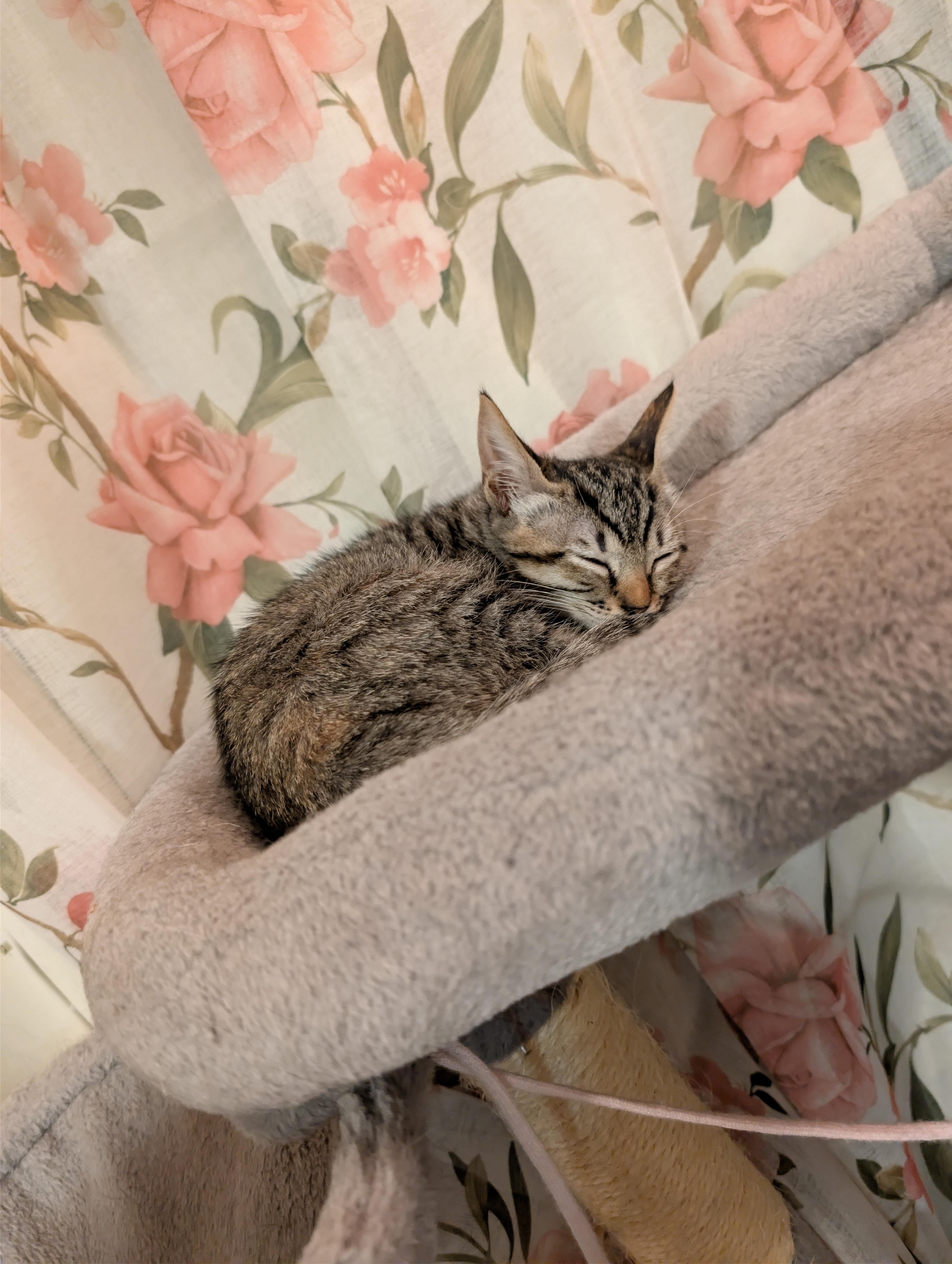 Enlarge Hope, an adopted Domestic Short Hair in Chandler, AZ image 3/3