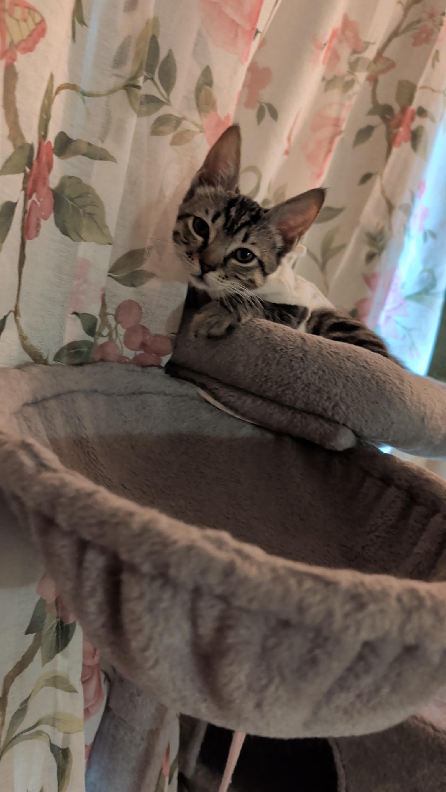 Enlarge Hope, an adopted Domestic Short Hair in Chandler, AZ image 2/3