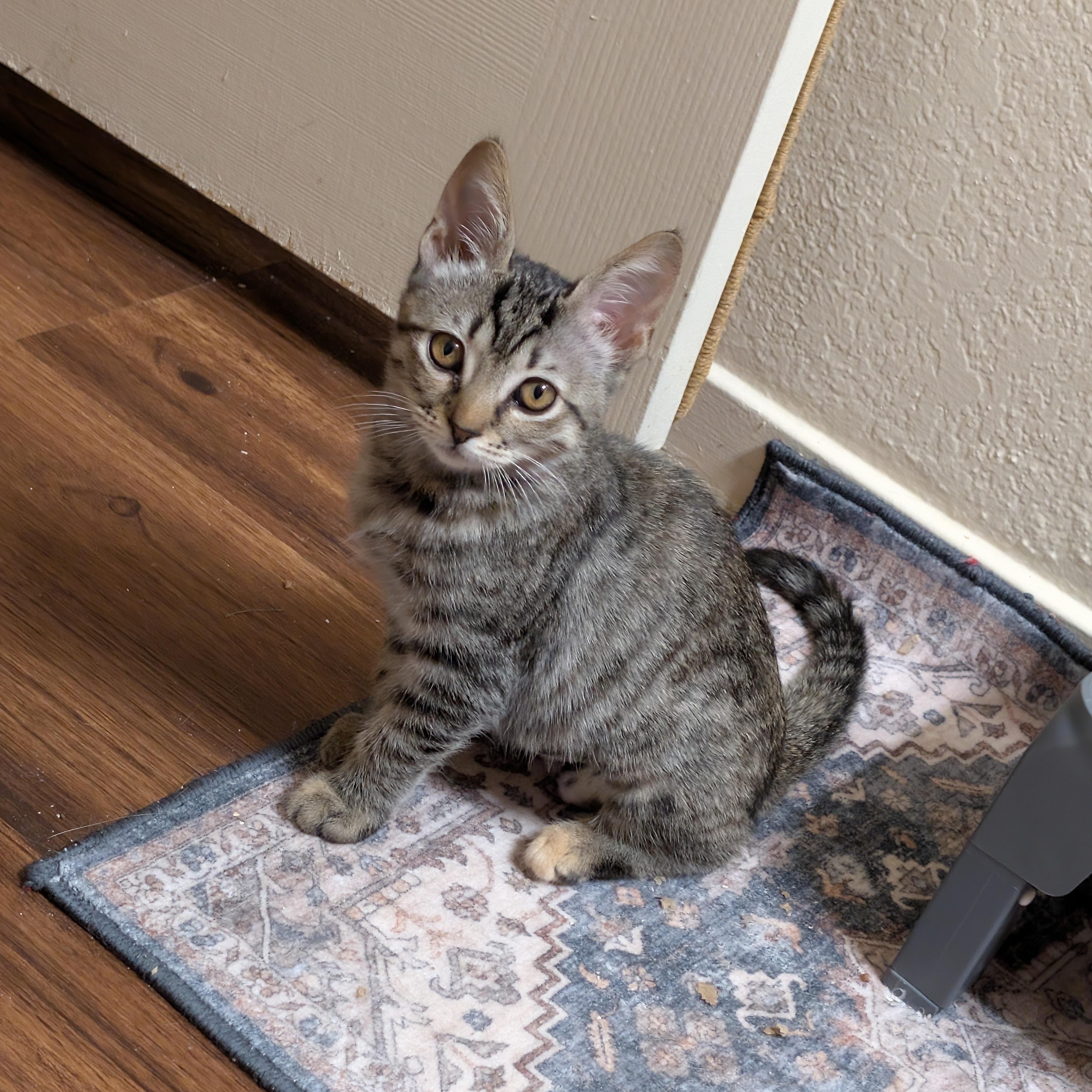 Enlarge Hope, an adopted Domestic Short Hair in Chandler, AZ image 1/3