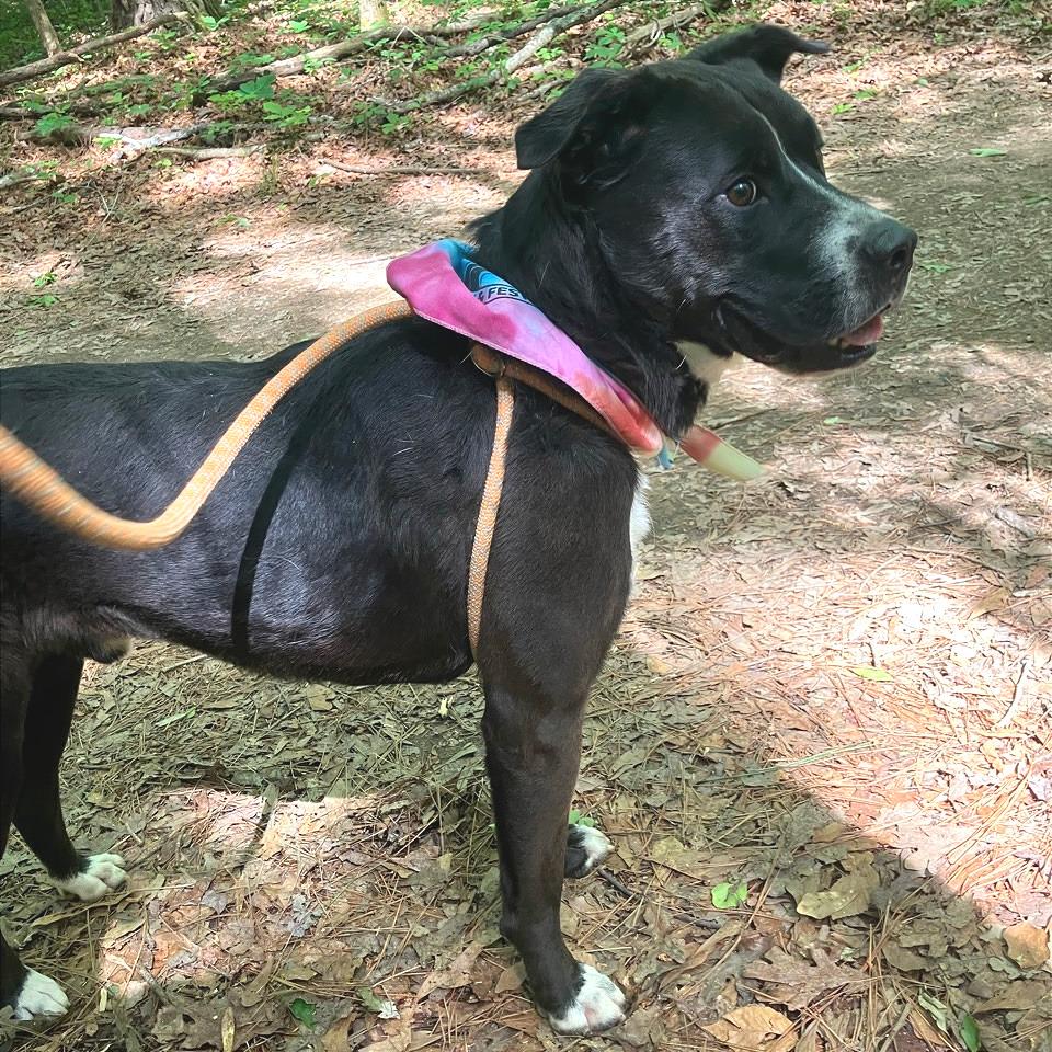 Lesnar, Adoptable, Adult Male Mixed Breed.