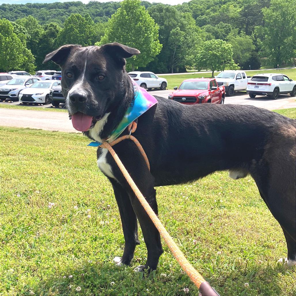 Enlarge Lesnar, a Adoptable Mixed Breed in Chattanooga, TN image 2/5