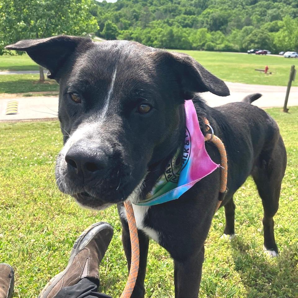 Enlarge Lesnar, a Adoptable Mixed Breed in Chattanooga, TN image 3/5