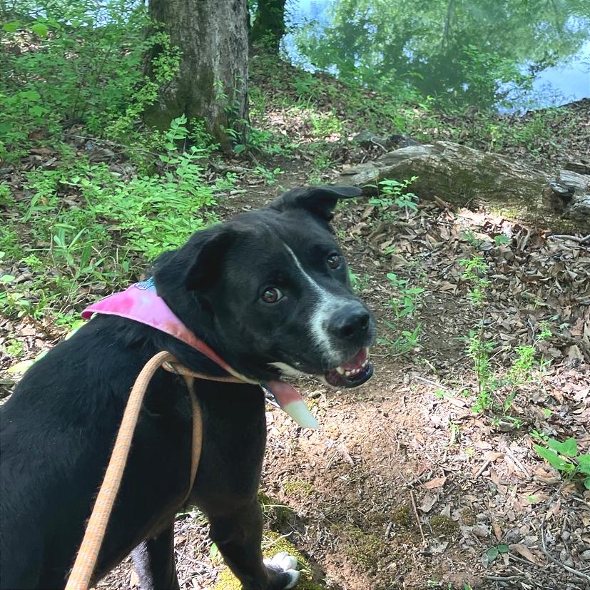 Enlarge Lesnar, a Adoptable Mixed Breed in Chattanooga, TN image 5/5
